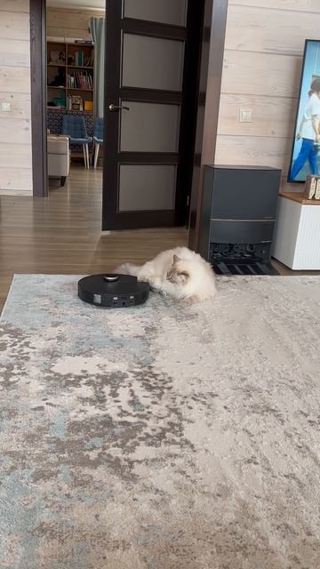 Кот дерется с роботом 🤖🙀 кот против робота !!! Кто победил 🥇 смотреть онлайн