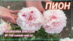 Пион «GEORGINA SHAYLOR»/Сад Ворошиловой