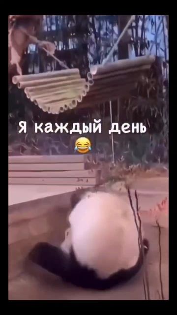 #юмор #смех #ржака #жиза #животные смотреть онлайн
