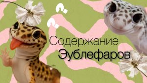 Содержание эублефаров