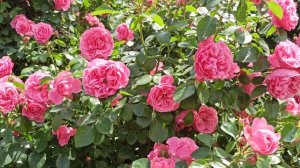 Путешествие в мир моих роз!