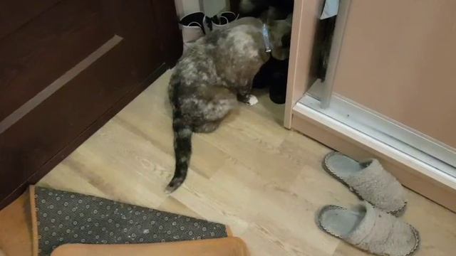 Леся и Сёма - "Это здесь лишнее"! смотреть онлайн