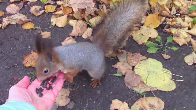Белки Крестовского острова. Санкт-Петербург смотреть онлайн