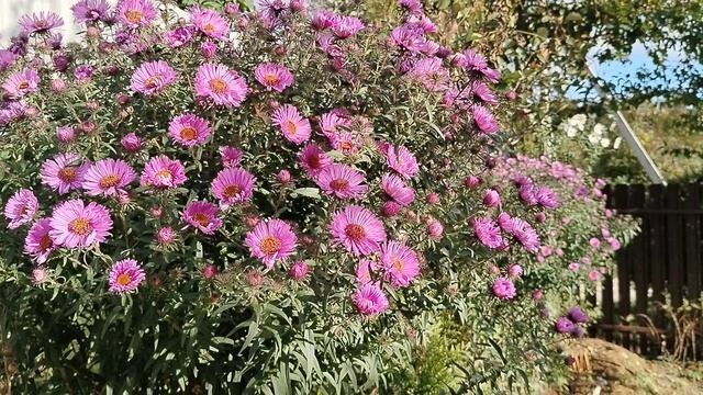 Осенние астры в нашем саду 2025 смотреть онлайн