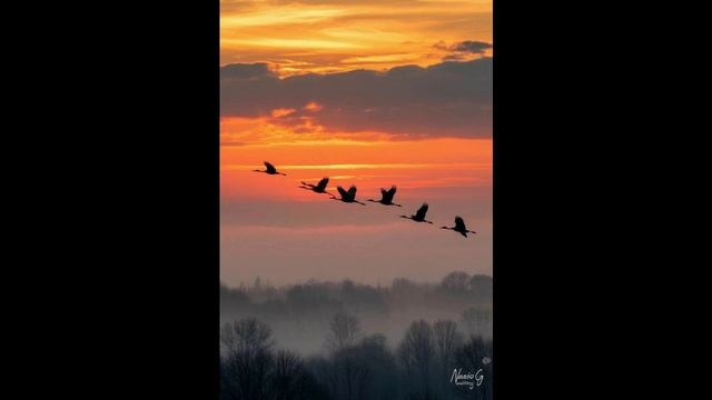 Журавлиный крик