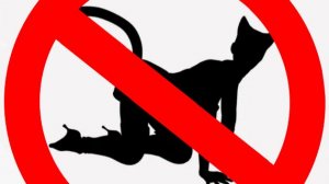 Как удовлетворить кошечку в отсутствии кота