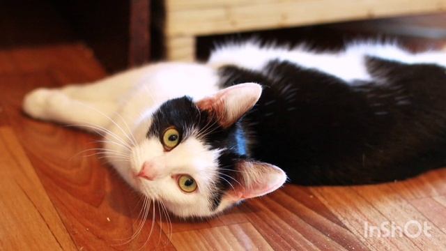 Выйду ночью в кухню с котом. смотреть онлайн