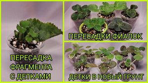 Пересадка фрагмента с детками. Пересадки фиалок. Детки в новый грунт.