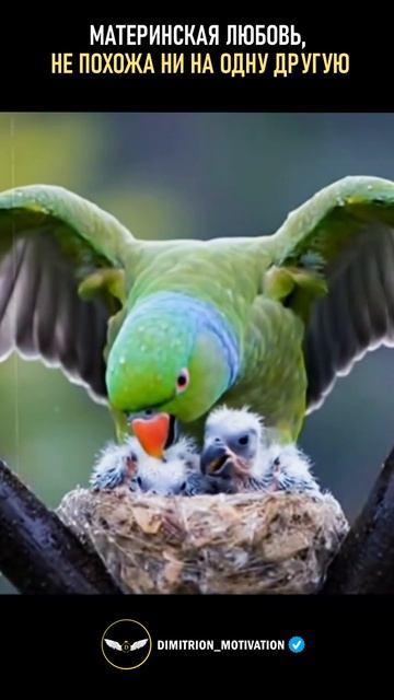 Материнская любовь не похожа ни на что #мудрость смотреть онлайн