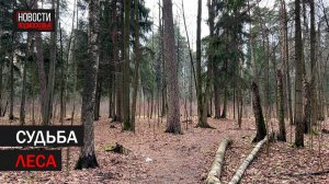 В Балашихе обсудили будущее благоустройство Горенского лесопарка