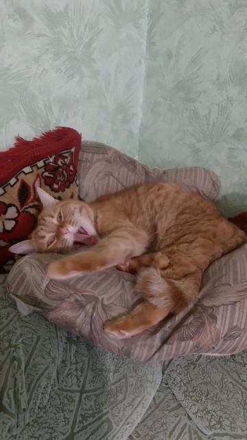 Уставший #кот