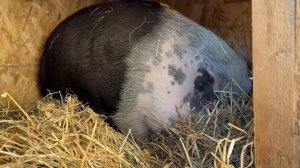 Реакция ПУМЫ и СВИНЬИ на сено / Котята растут / Бобр откликается на имя