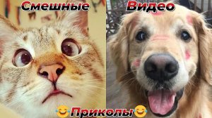 Смешные видео приколы|Коты и собаки|Юмор и Приколы.