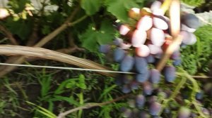 Фан-фан, Эльдорадо, Клубничный, Алекс, Дынька, обзор на 29- июля 2025 года.