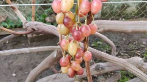 51-4-24!!!🍇🍇🍇 ОЧЕНЬ КРУПНАЯ НОВИНКА ОТ КАЛУГИНА!!!🍇🍇🍇 Telegram, WhatsApp и Vlber +79528500417.