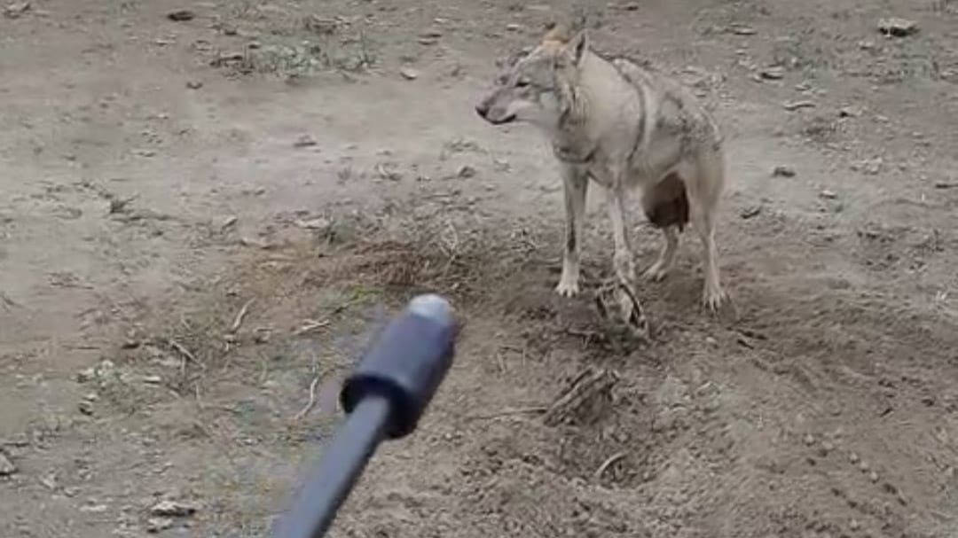 охота на волков 2025 часть 3 смотреть онлайн