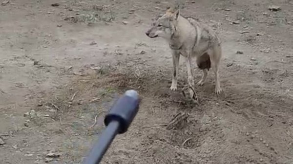 охота на волков 2025 часть 3