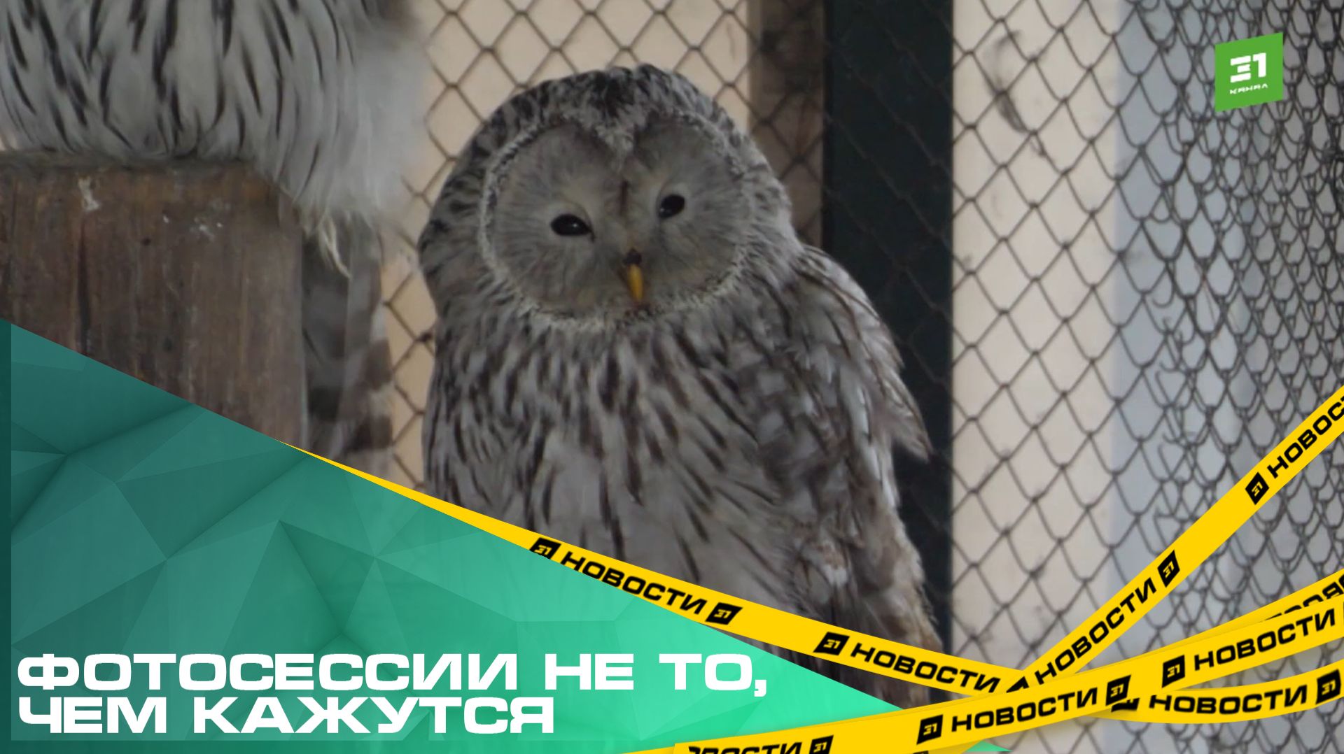 Фотосессии не то, чем кажутся. В Челябинске бизнесмены незаконно эксплуатируют сов смотреть онлайн