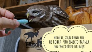 Для сыча Лучика привезли маленькие ужасы! Детские совиные фобии подъехали! Что там с вкусеницами?