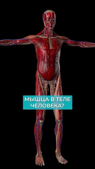 Самая СИЛЬНАЯ мышца в организме! #мышцы #здоровье #организм смотреть онлайн