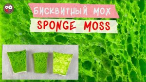 Бисквитный мох в микроволновке: как приготовить молекулярный бисквит — простое украшение для торта