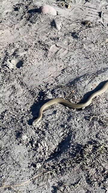 Медянка обыкновенная смотреть онлайн