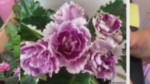 Мои фиалки. Наташин хомяк сошел с  ума .Нахапала красивущих фиалок..