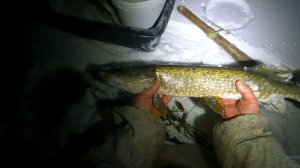 Открытие зимнего сезона 2025 - 2026 \ Рыбалка на жерлицы \ Есть рыба в этой луже \ 18.11.25