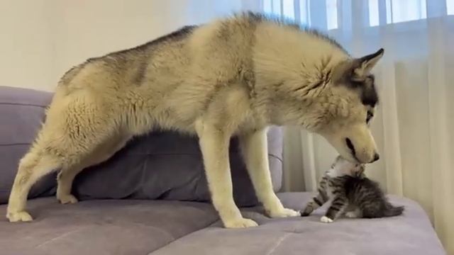 Маленький котенок нападает на гигантского хаски - 2025 год смотреть онлайн