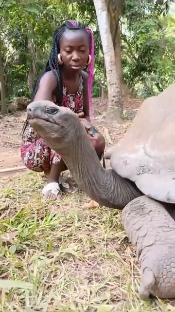 Огромная Кенийская Черепаха Африка смотреть онлайн