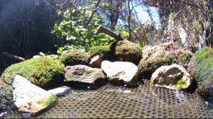 Новая птица на поилке / Фотоловушка в лесу