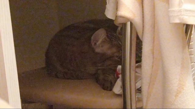 ЖИЗНЬ КОТОВ /REKLAMA\