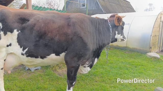 Первый выгул после отёла🐮🐄