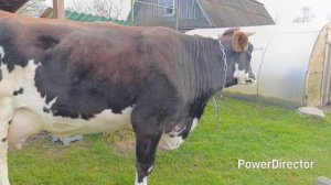 Первый выгул после отёла🐮🐄