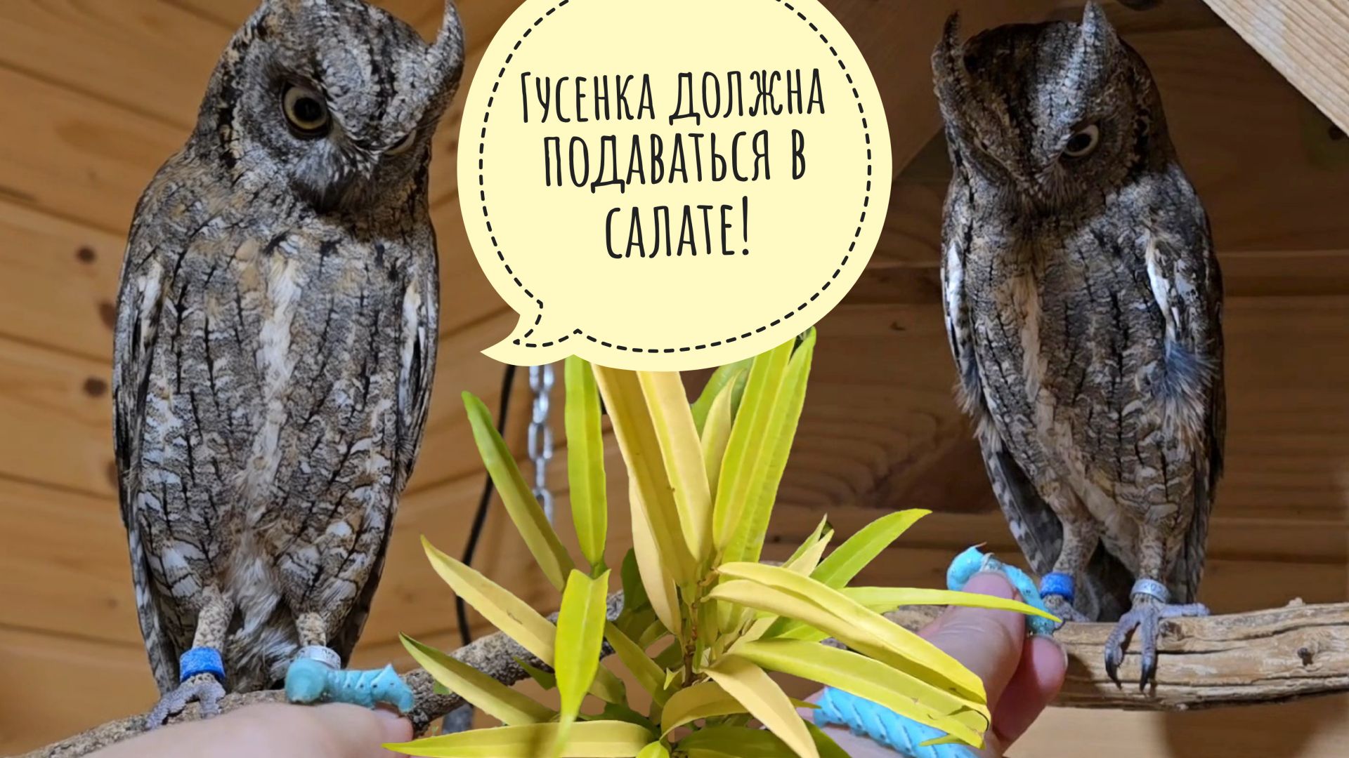 Сыч Лучик не смог одолеть гусеницу. Совы ужинают. Распаковка новых редких растений для цветочни смотреть онлайн