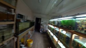 Что с Неоном. Что с Данио. Что с Апистограмой