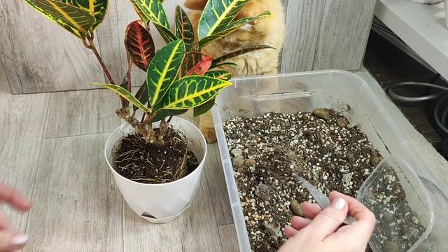 КРОТОН, Реанимация и Легкая пересадка кротона, правильный грунт смотреть онлайн