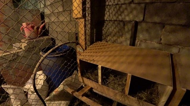 Наилучший вариант размещения кур-несушек смотреть онлайн