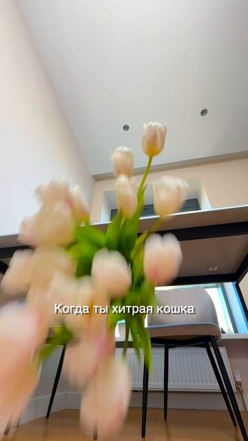 Когда ты самая хитрая кошка на свете? смотреть онлайн