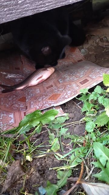 киска смотреть онлайн