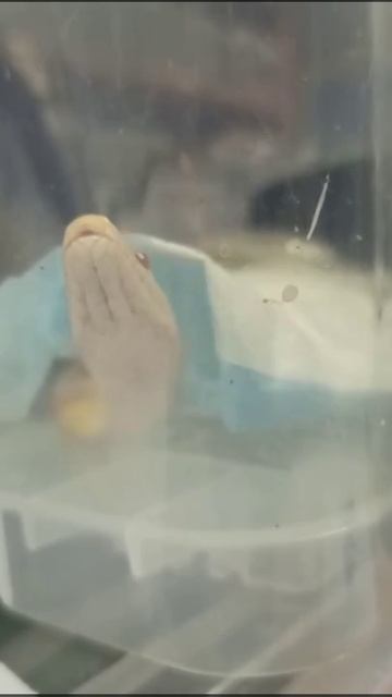 Карамелька. 11 ноября 2025 г. смотреть онлайн