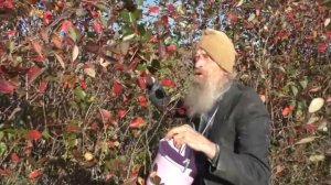 С песнями   собираем ягоды черноплодки  01 10 202 5