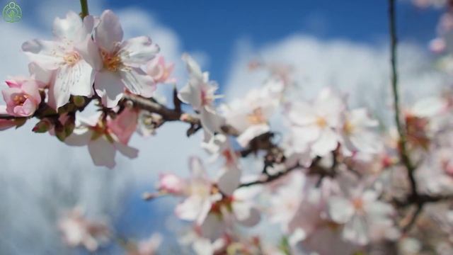 ВОССТАНОВЛЕНИЕ НЕРВНОЙ СИСТЕМЫ 🌿 Нежная музыка, успокаивает нервную систему и радует душу #31 смотреть онлайн