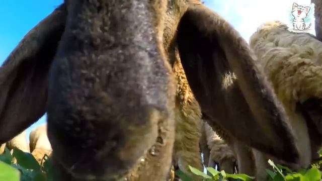 Котейка ТВ. Животные и их голоса + песенка для детей