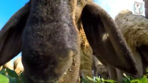 Котейка ТВ. Животные и их голоса + песенка для детей