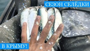 Секреты ловли ЧЕРНОМОРСКОЙ СЕЛЬДИ! - Севастополь, рыбалка у древнего Херсонеса!