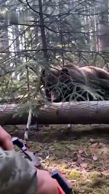 Спасение медвежонка - нейросеть смотреть онлайн