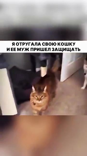 Отругала кошку и пришёл её муж смотреть онлайн