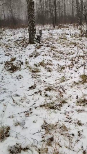 Канадский волк - гибрид. 21 ноября 2025