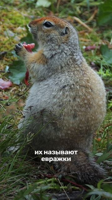 Американец и маленькие жители Чукотки смотреть онлайн